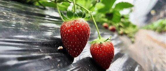 网红“黑珍珠”草莓，顺义就有！