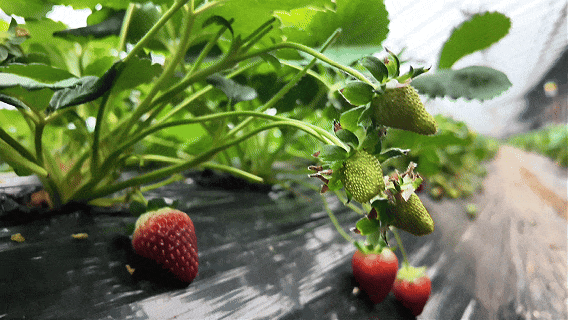 网红“黑珍珠”草莓，顺义就有！