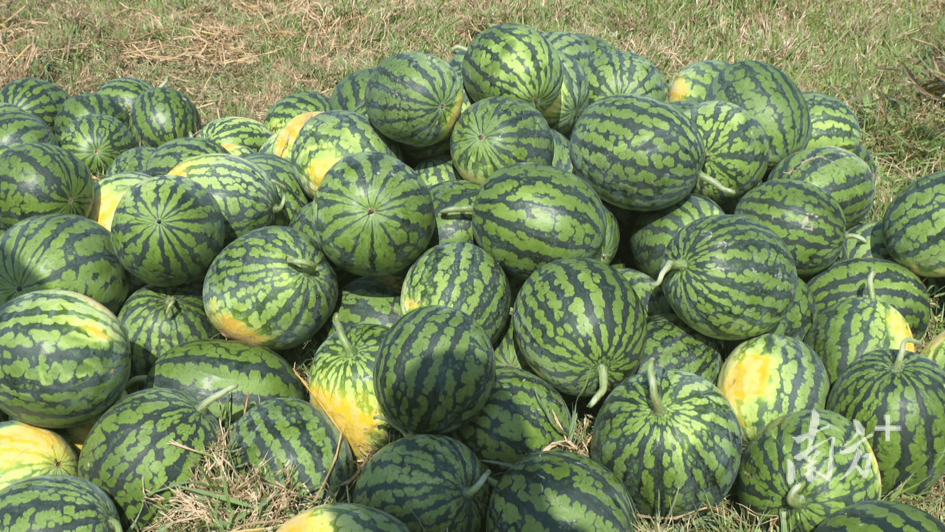 新疆人,吃上了阳江瓜