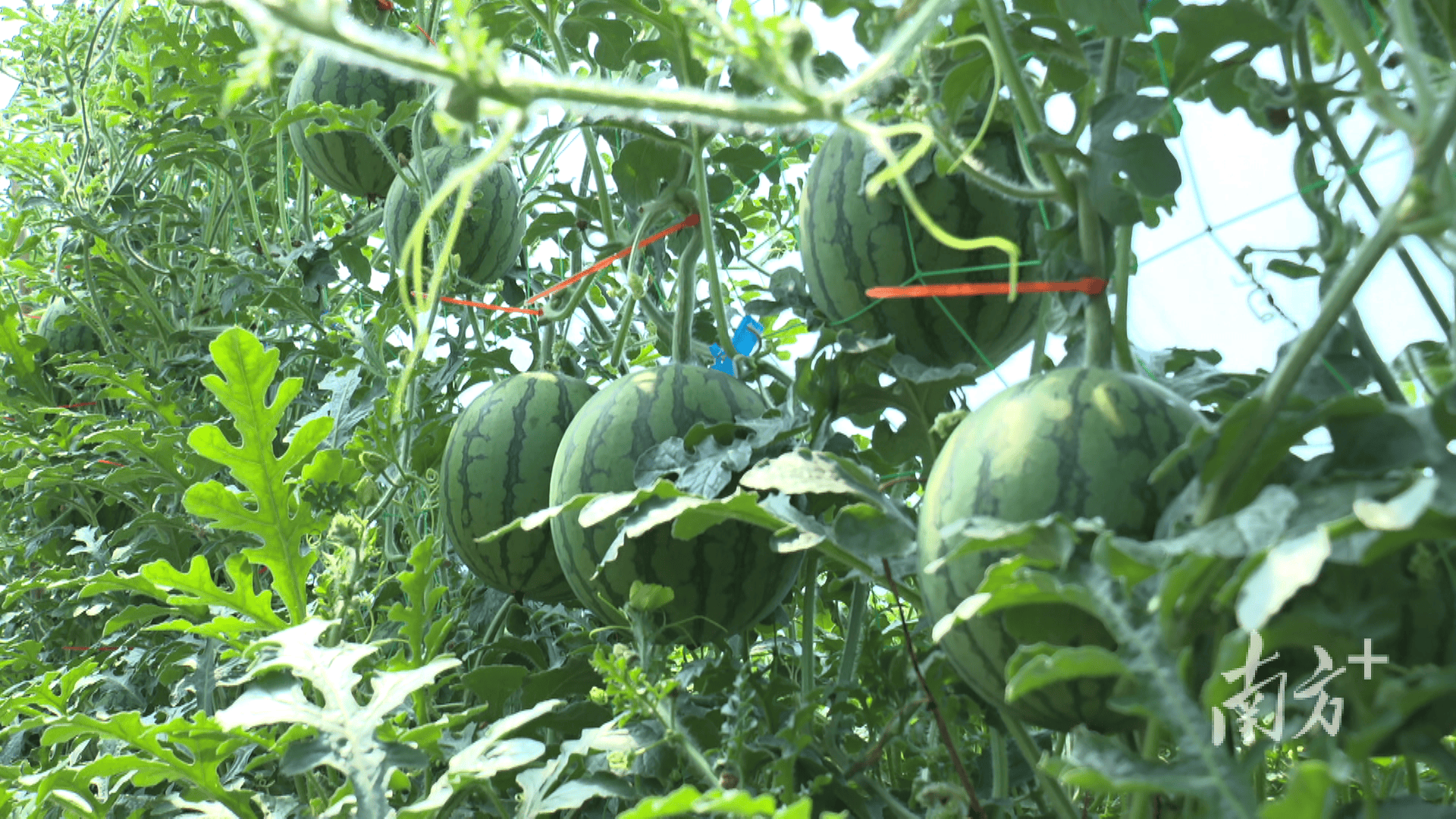 新疆人,吃上了阳江瓜