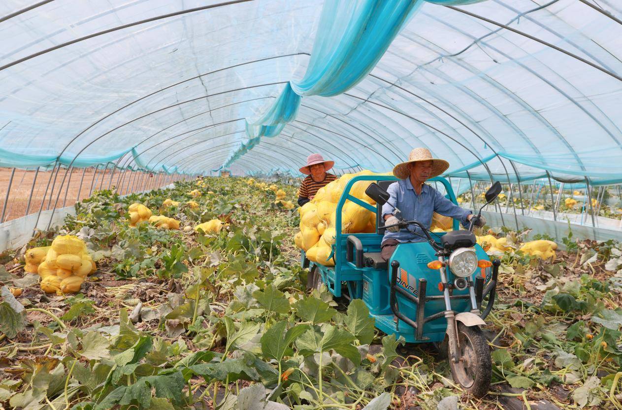 宿州泗县这个“瓜”，两次“吃”上央视